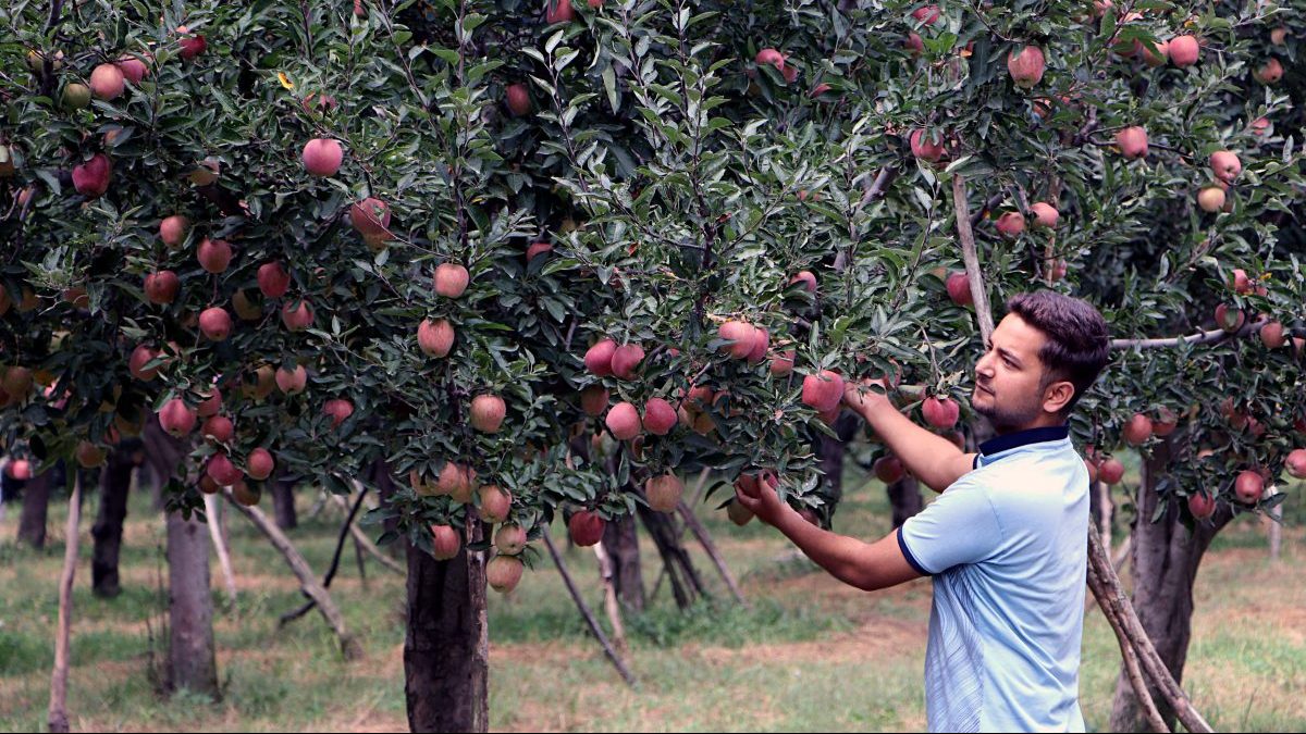 A man plucking apples from the tree