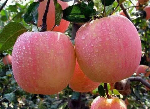 photo of amber apples