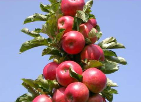 photo of american trel apples