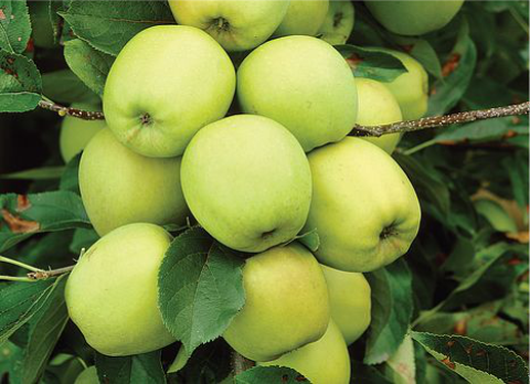photo of Golden Delicious apples