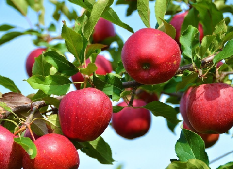 photo of Hazratbael apples