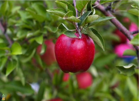 photo of red delicious apple